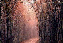 开云体育平台APP-鹿岛鹿角多点开花，备战进攻火力爆发